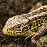 Sand lizard